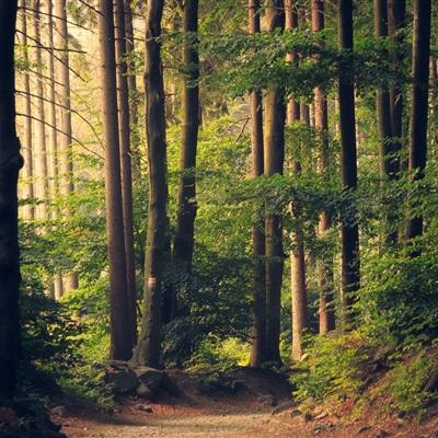 168极速赛车正规官方平台